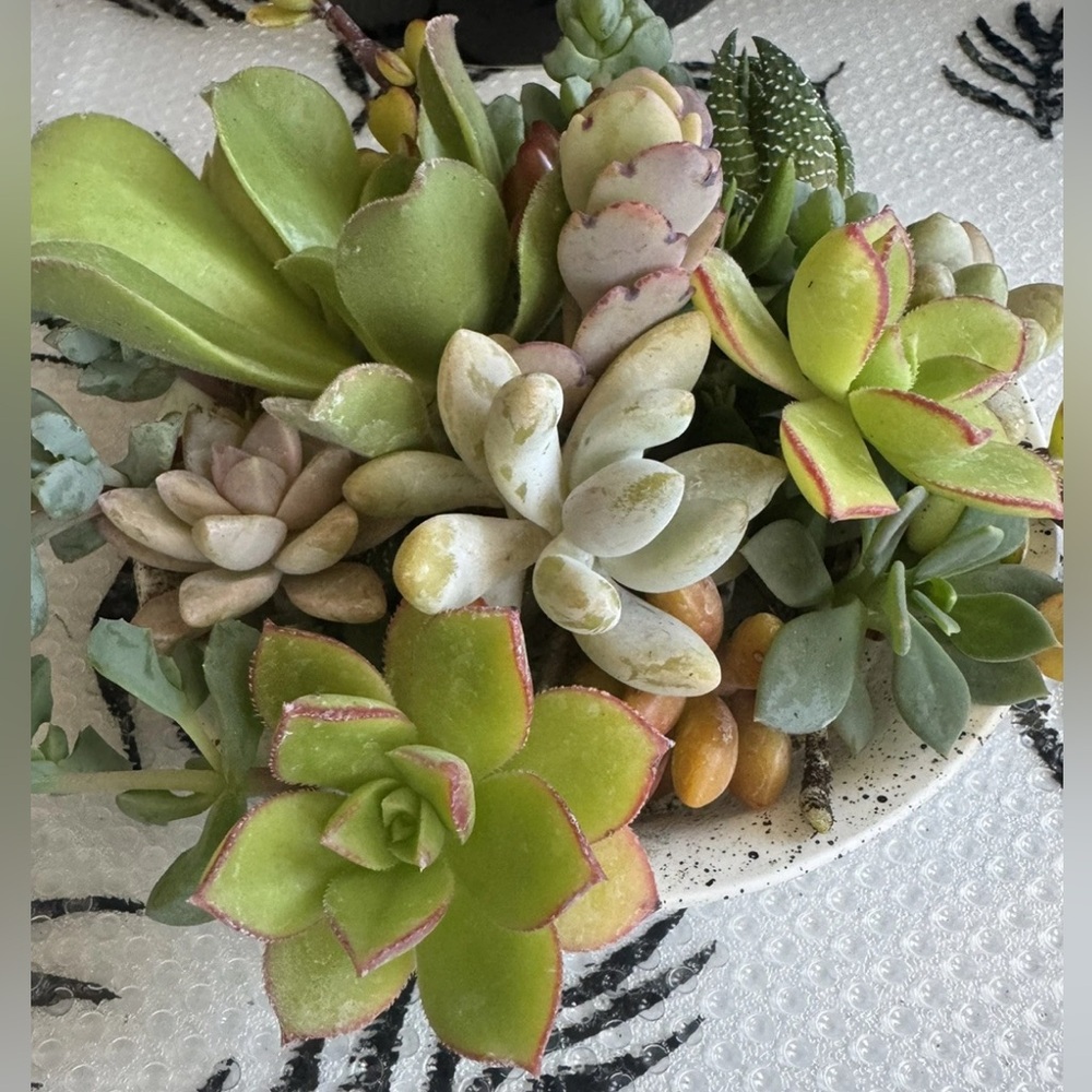 10 Assorted Live Succulent Cutting Clippings—Potting, Dish, Garden, Terrarium